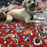 واگذاری سگ مودب و دست آموز|سگ|پاکدشت, پاکدشت (مامازند)|دیوار