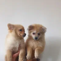 سگ نرپامرین اصل|سگ|اصفهان, شهرک کاوه|دیوار