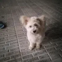 فروش سگ خانگی در فرخشهر|سگ|فرخشهر, |دیوار