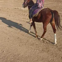 مادیان خالص ایرانی|اسب و تجهیزات اسب‌سواری|چمران, |دیوار