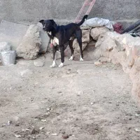 سگ مخصوص نگهبانی