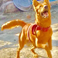 سگ ژرمن شپرد