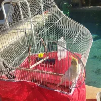 عروس هلندی بالغ آواز خوان