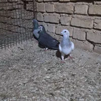 کفتر|پرنده|شیراز, کرونی(خاتونک)|دیوار