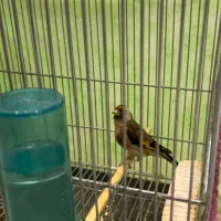 ماده‌سهره داغ سر نشون دار جفتی با سهره|پرنده|شهریار, شهریار|دیوار