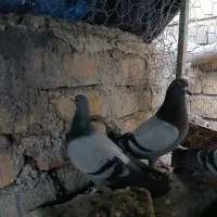 کفترپلاکی، شهری،طوقی (معاوضه فقط باجفت دم سفید)|پرنده|مرودشت, مجد آباد|دیوار