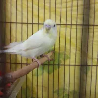 عروس  برزیلی فیشر  مرغ عشق  فنچ کینگ|پرنده|شوشتر, |دیوار