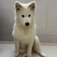 سامویید واگذاری