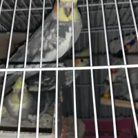 سه عدد عروس هلندی دو ماده و یک نر و دو عدد خرگوش|پرنده|کلاچای, |دیوار