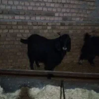 یک عدد نر بز گم شده