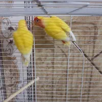 کوتاه برزیلی درجه یک|پرنده|جیرفت, |دیوار