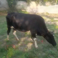 گاو شکم دار