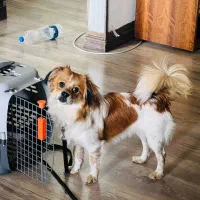 واگذاری سگ شناسنامه دار