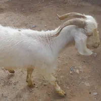 کهره چپش فروشی