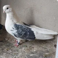 کبوتر نر دوکت نوک ریز