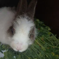 فروش خرگوش|موش و خرگوش|فولادشهر, B5|دیوار