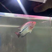 فلاور کامفا جوجه|ماهی|تهران, سنگلج (شاپور)|دیوار