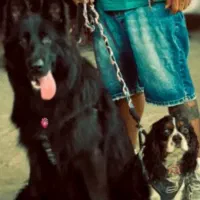 ژرمن بلک نر اصیل،کینگ کاوالیراصیل انگیلیسی