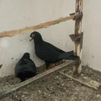 کبوتر جنگل آلمانی و کرمانی