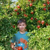 اناردرجه یک