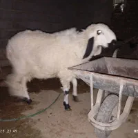 قوچ ارک نسل دار