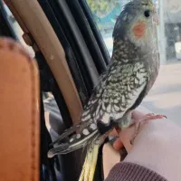 عروس‌هلندی‌گلباقالی