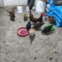 مرغ محلی|حیوانات مزرعه|نورآباد, |دیوار