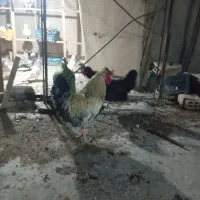 مرغ وخروس کاکلی