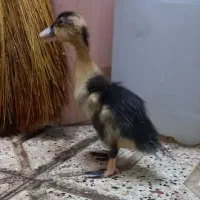 جوجه اردک دو ماهه