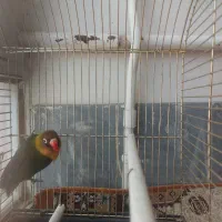 کوتوله برزیلی