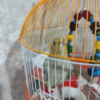 عروس هلندی ماده همراه با قفس