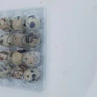 فروش تخم بلدرچین