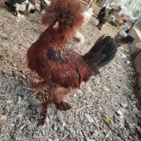 مرغ و خروس سلطان (شهرستان تفرش)