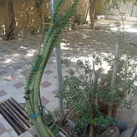 گل کاکتوس سیلندرریکا|گل و گیاه طبیعی|شیراز, دینکان|دیوار