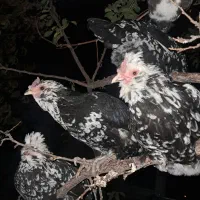 تخم مرغ گلین|حیوانات مزرعه|جونقان, |دیوار