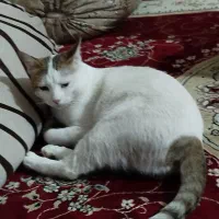 گربه گشمده مژدگانی یک میلیون