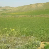 زمین کشاورزی