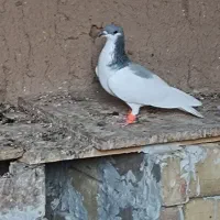 کبوتر شصتی کبود ماده|پرنده|اسفرورین, |دیوار