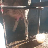 گاو پرشیر آرام