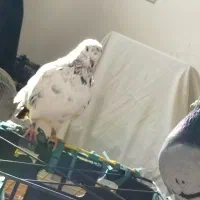 سرور پابلند