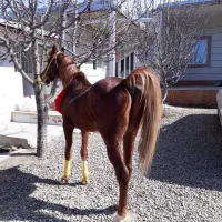 خریدو فروش اسب(چکی)