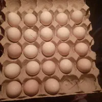 تخم لاری|حیوانات مزرعه|اردبیل, |دیوار