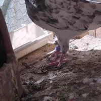 کفترتیدی اصلی|پرنده|قم, الوندیه و گذر صادق|دیوار