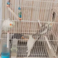 چهارتا عروس هلندی سرحال