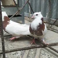 سه جفت جوجه طوقی|پرنده|اصفهان, جی شیر|دیوار