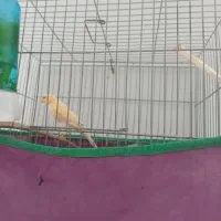 قناری نر|پرنده|بروجرد, |دیوار