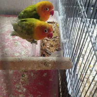 طوطی|پرنده|مرودشت, استادیوم|دیوار