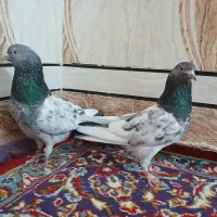 کفتر گلدن|پرنده|شادگان, |دیوار