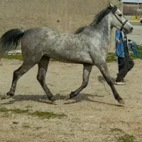 مادیان کره دورات جهان