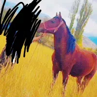 اسب، سواری سر دوم گیر|اسب و تجهیزات اسب‌سواری|لاله زار, |دیوار